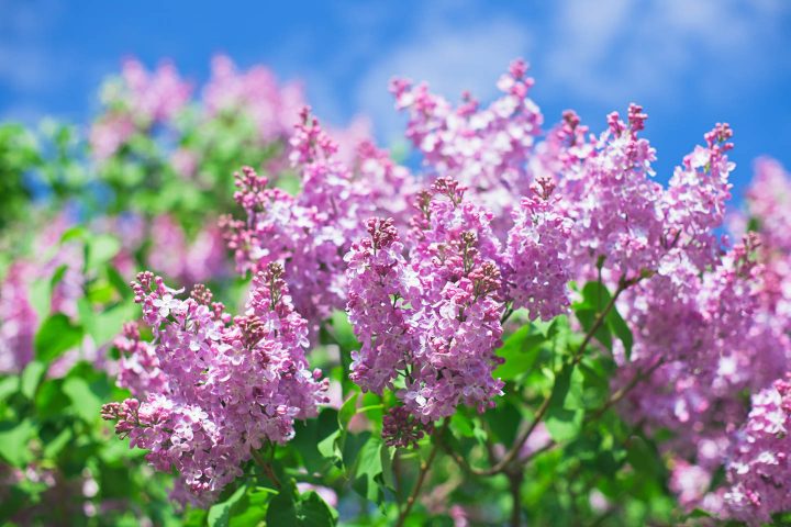Lilacs blooming in front of a blue sky