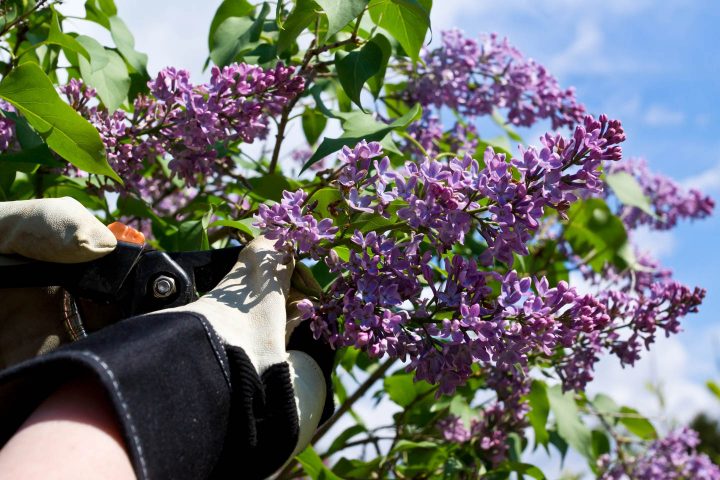 woman showing how to prune lilac