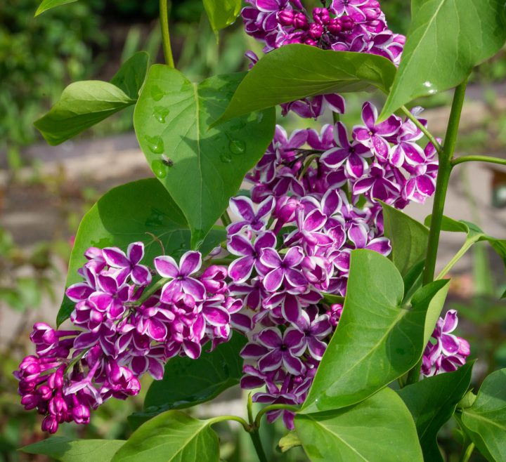 Sensation lilac (Syringa vulgaris 'Sensation')