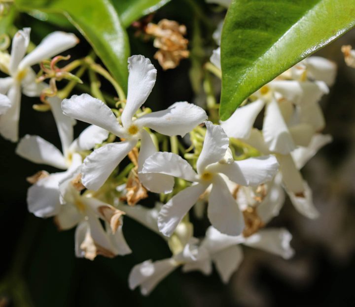 Confederate jasmine flowers