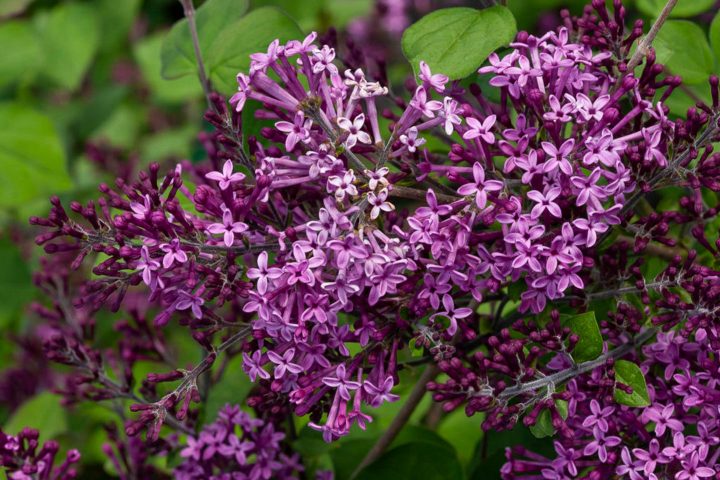 Bloomerang® dark purple lilac