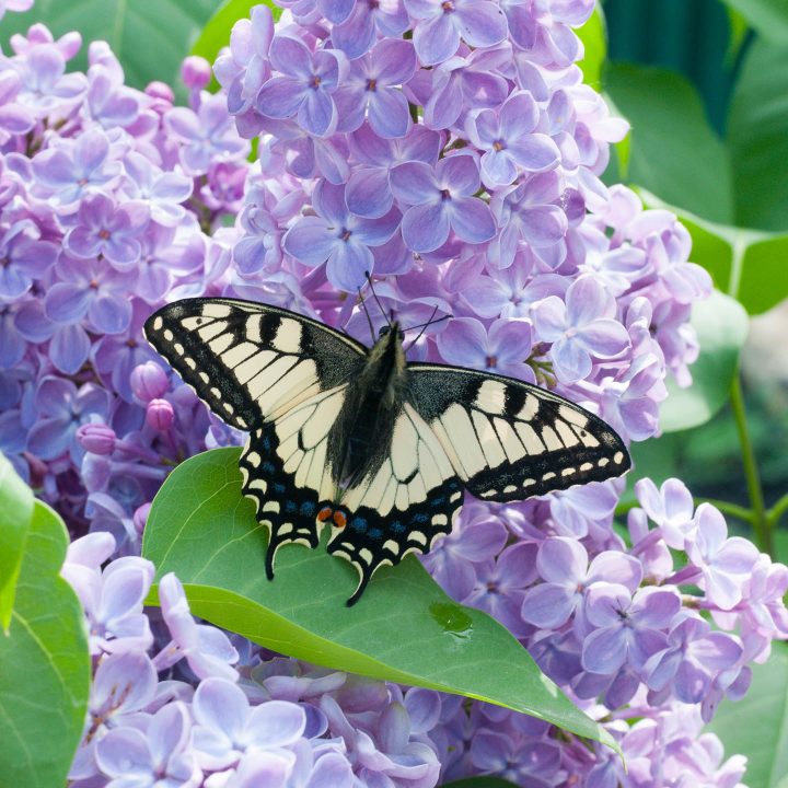 Swallowtail butterfly on a lilac bush