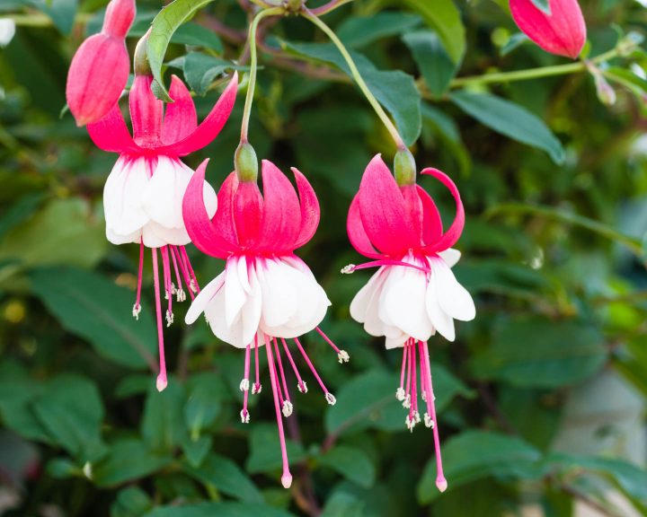 Delicate pink and white fushia flowers in full bloom