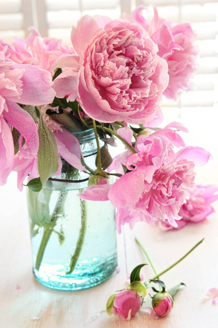 Pink peony blooms in a mason jar vase