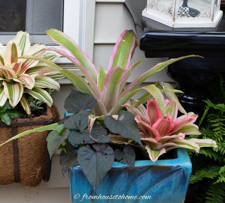 Bromeliads and chocolate sweet potato vine in a shade container