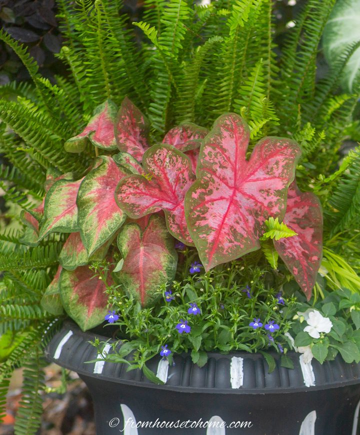 Red and green caladiums with lobelia, impatiens and ferns