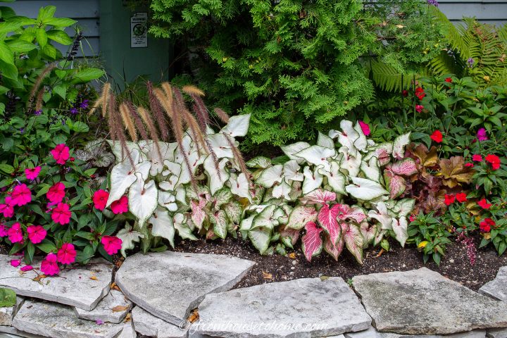 Caladiums and impatiens planted in the garden
