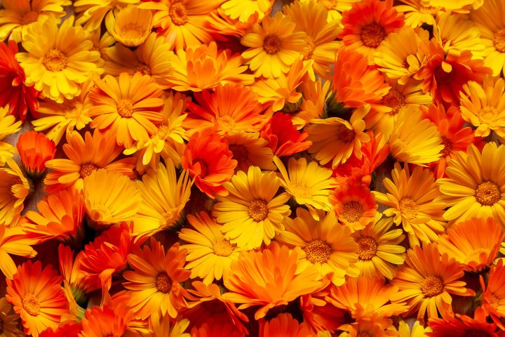 orange and yellow Calendula flowers