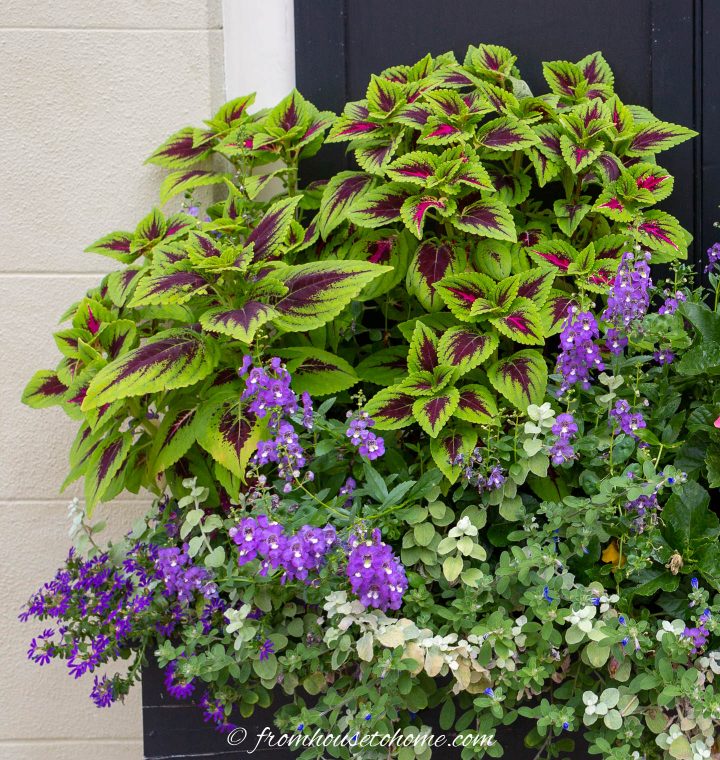Coleus with green and red leaves