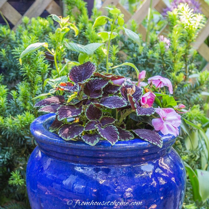 Shade annuals - coleus and impatiens in a container