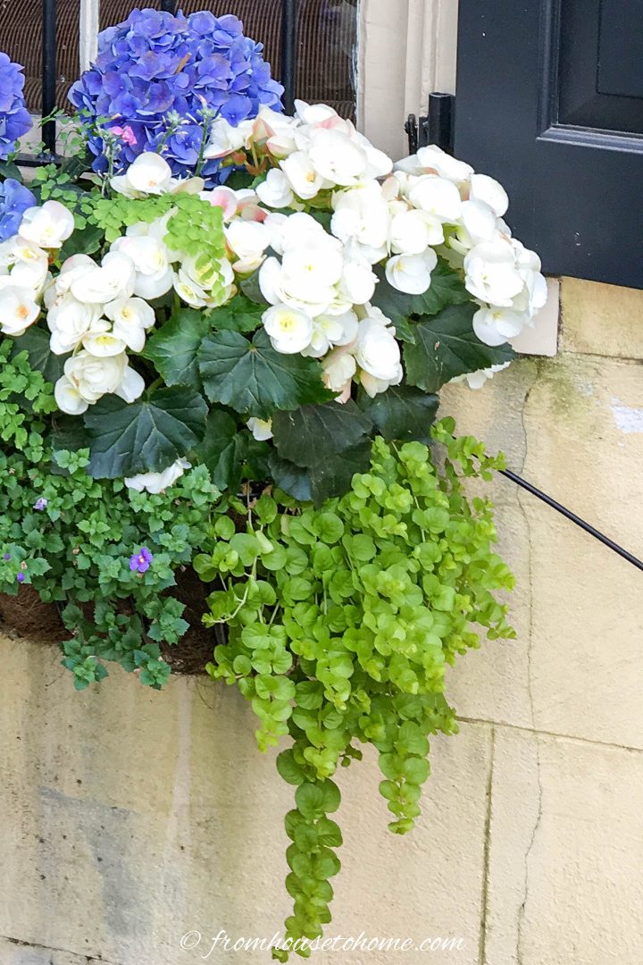 creeping jenny with begonias and hydrangeas in a shade container