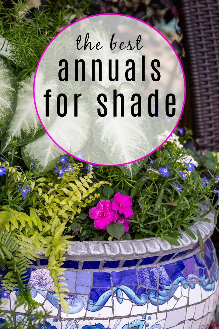best annuals for shade