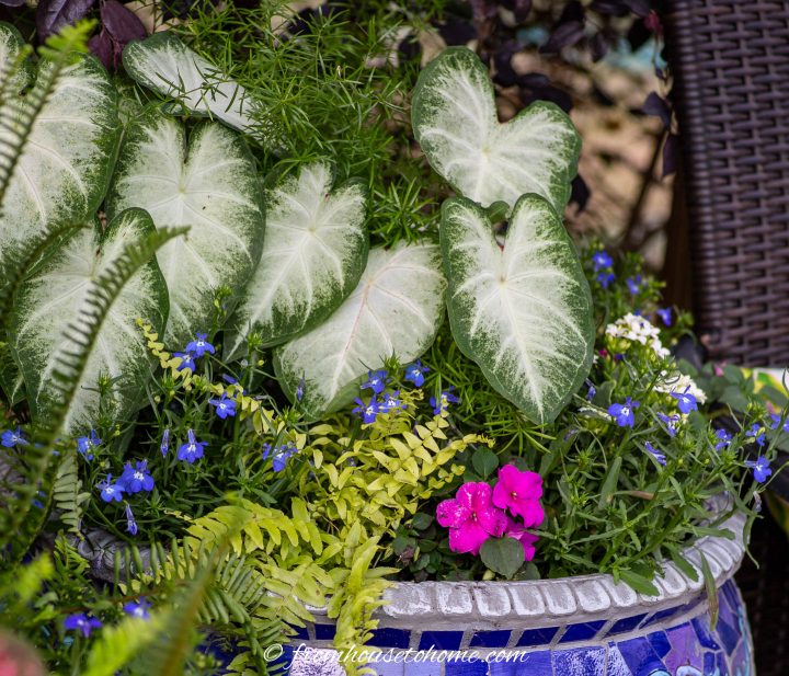 Asparagus fern, caladiums, impatiens, lobelia and golden boston fern in a container