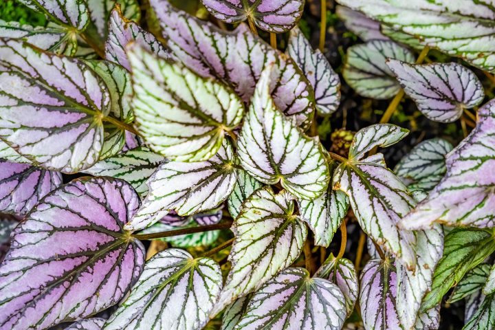 rex begonia with purple and green leaves