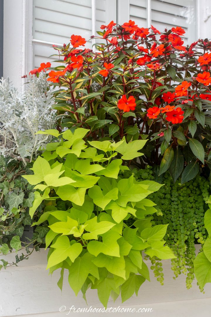 lime green sweet potato vine with red impatiens, dusty miller, creeping jenny, and ivy in a container