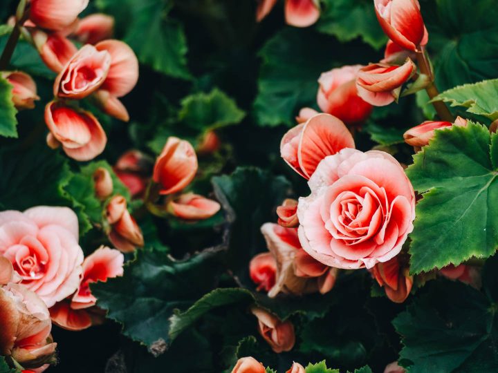 Tuberous begonias with peach flowers