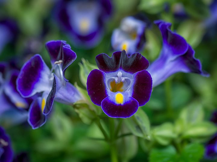 Purple wishbone flowers