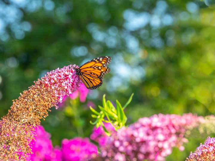 Monarch butterfly in a sunny resting spot