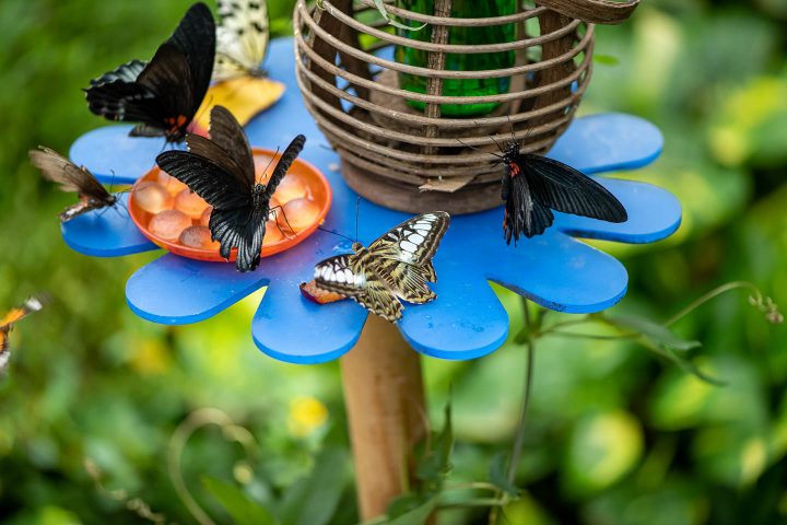Butterflies on a butterfly feeder