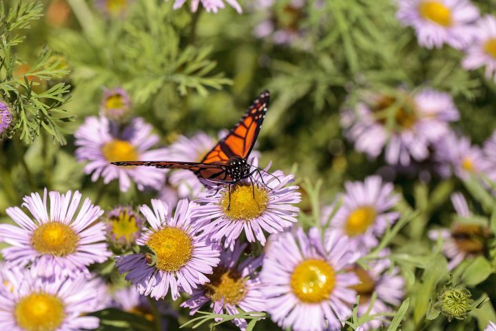 Monarch butterfly in a butterfly garden