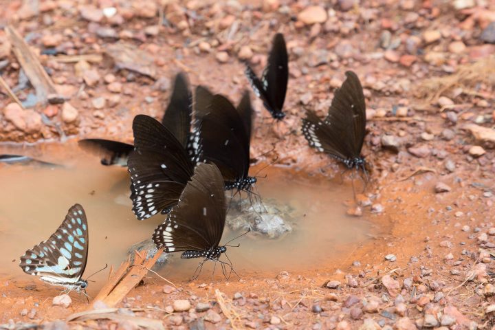 butterflies mud puddling