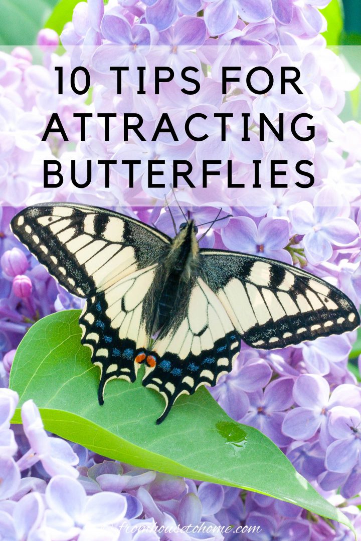 10 tips for attracting butterflies to your garden