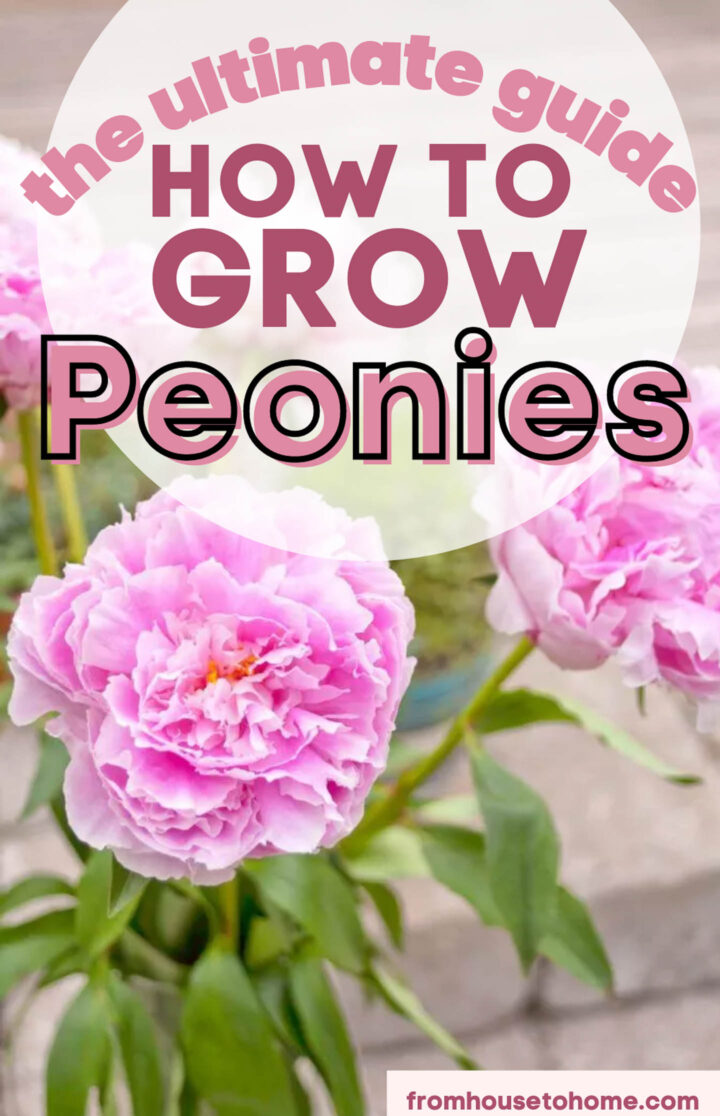 how to grow peonies the ultimate guide