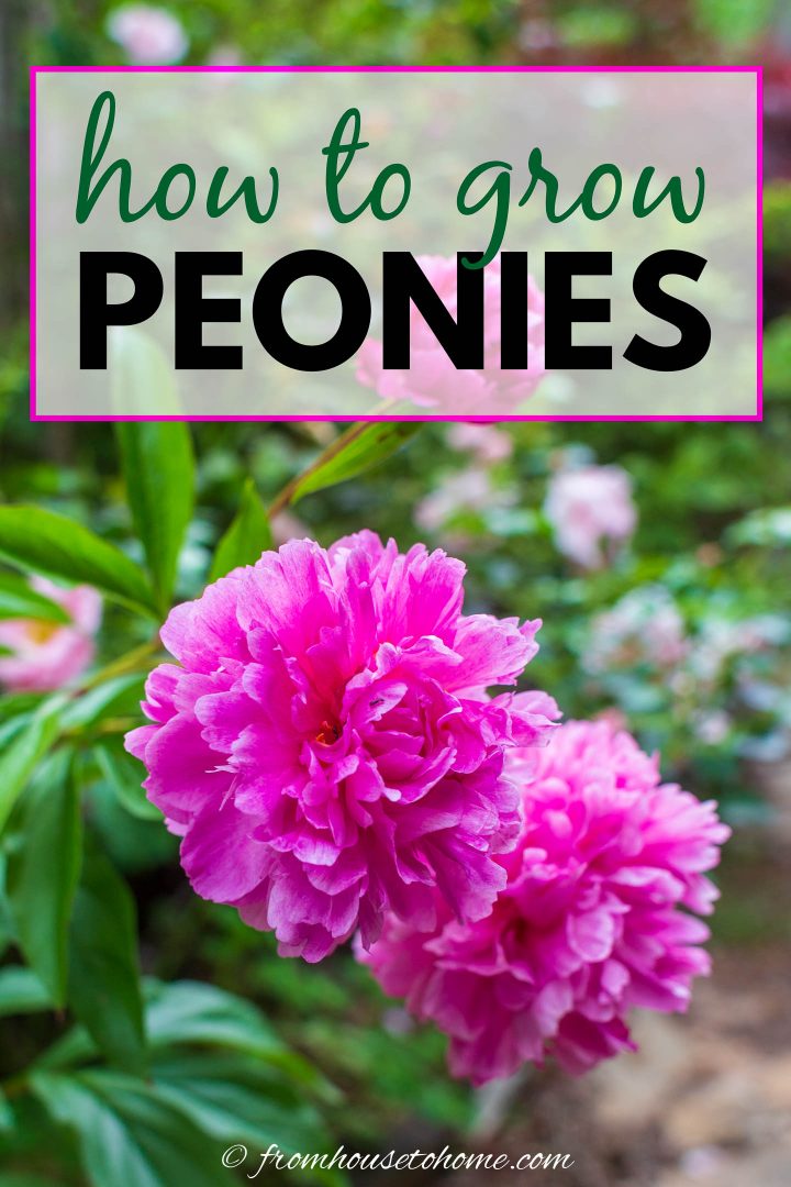 how to grow peonies