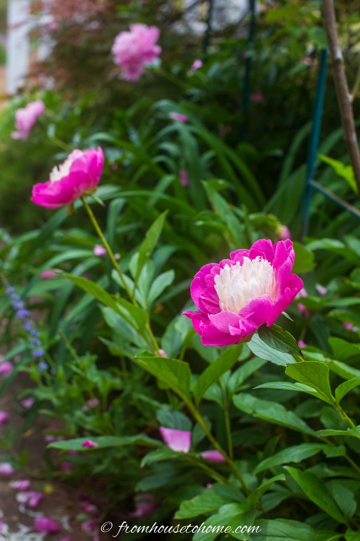 Bright pink and white peonies growing along the sidewalk