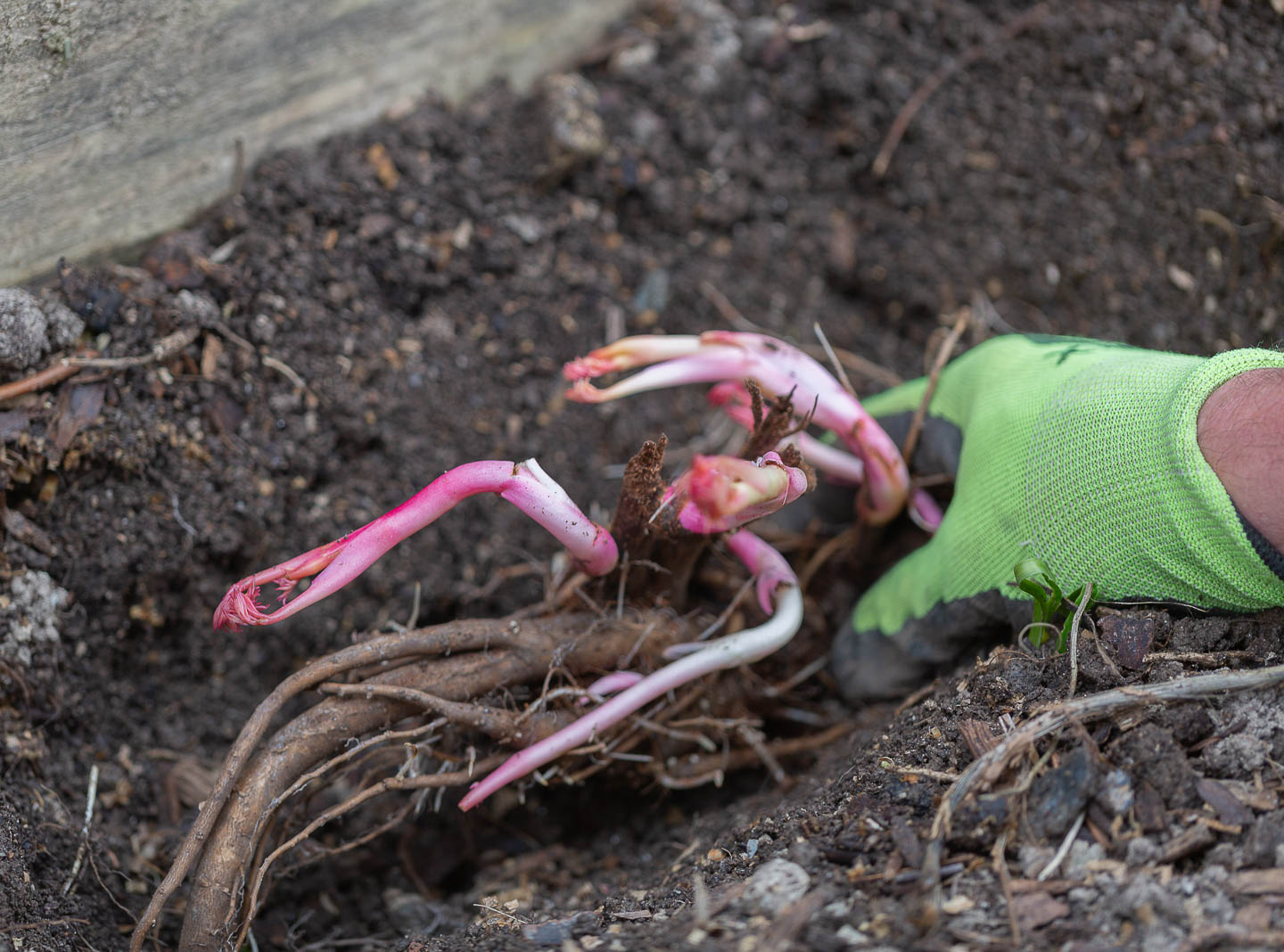 A bare root peony being planted