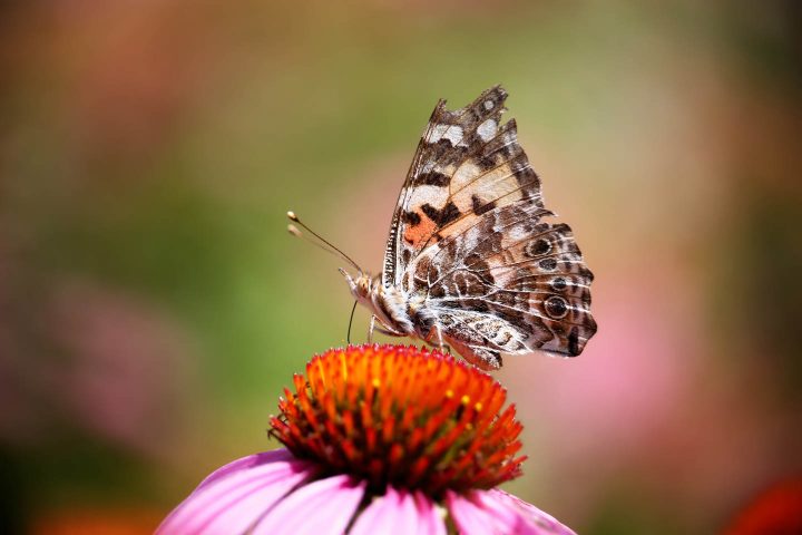painted lady butterfly on an Echinacea flower