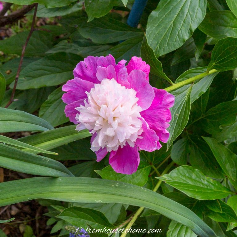 Peonies: The Ultimate Guide To Planting and Growing Peonies