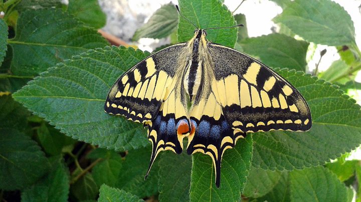 An Eastern Tiger Swallowtail butterfly sitting on green leaves