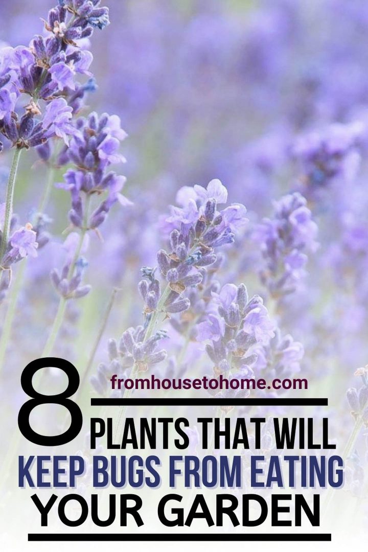 8 plants that will keep bugs from eating your garden