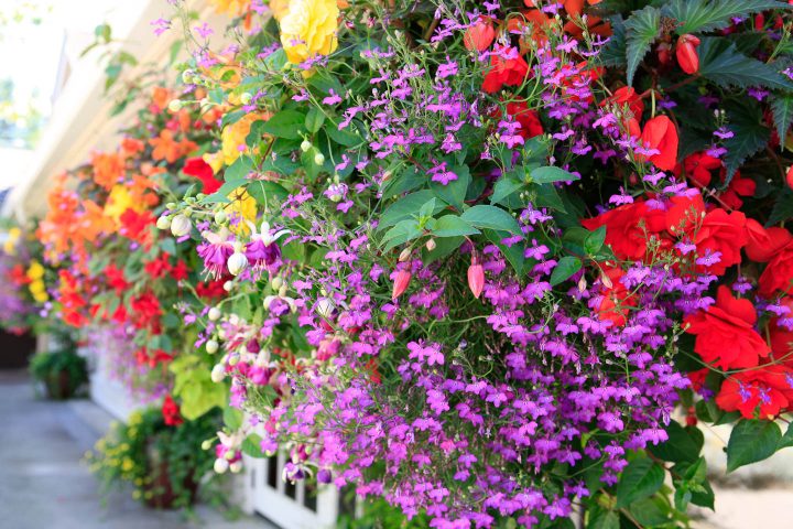 Hanging basket with bacopa, fuchsias and begonias