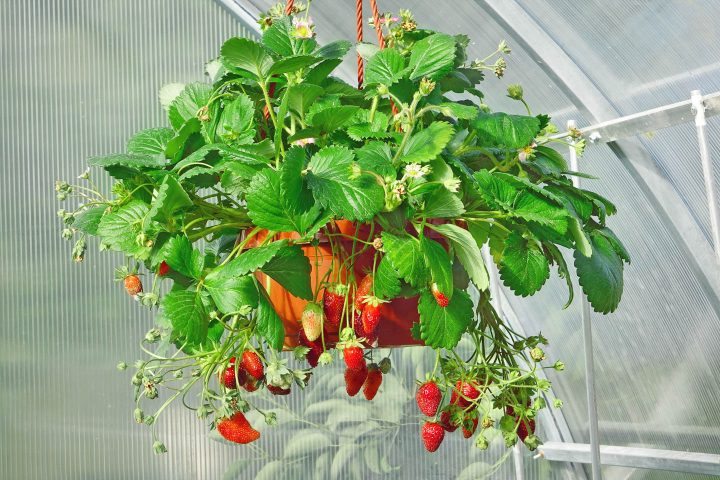 Strawberries grown in a hanging container