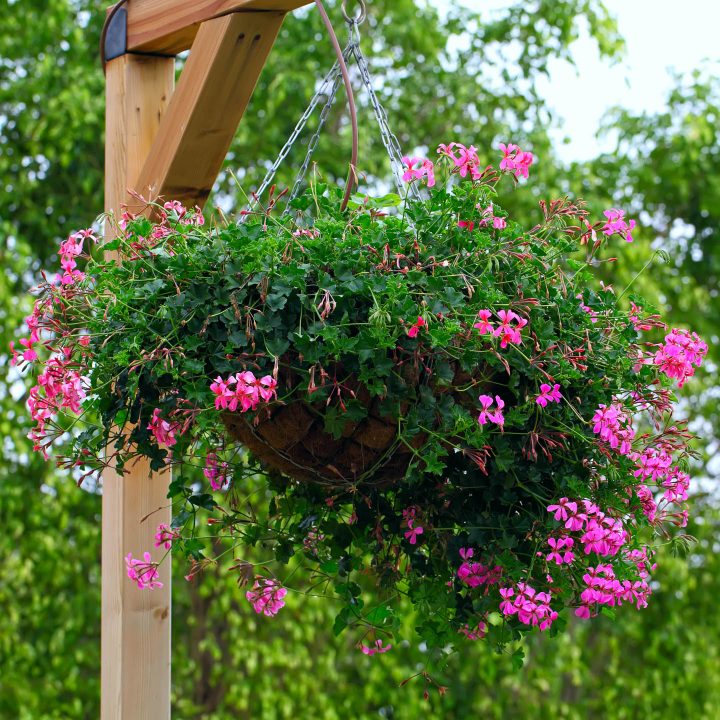 Pink ivy geraniums in a hanging basket