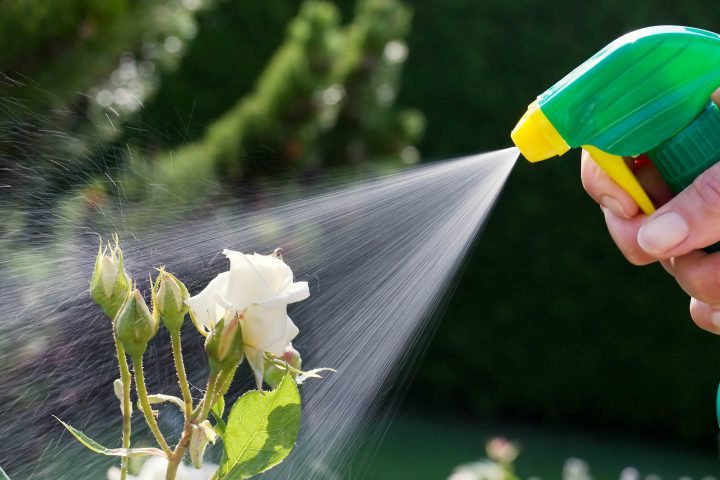 Insecticidal soap being sprayed onto a rose bush