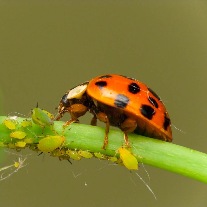 Ladybug eating aphids