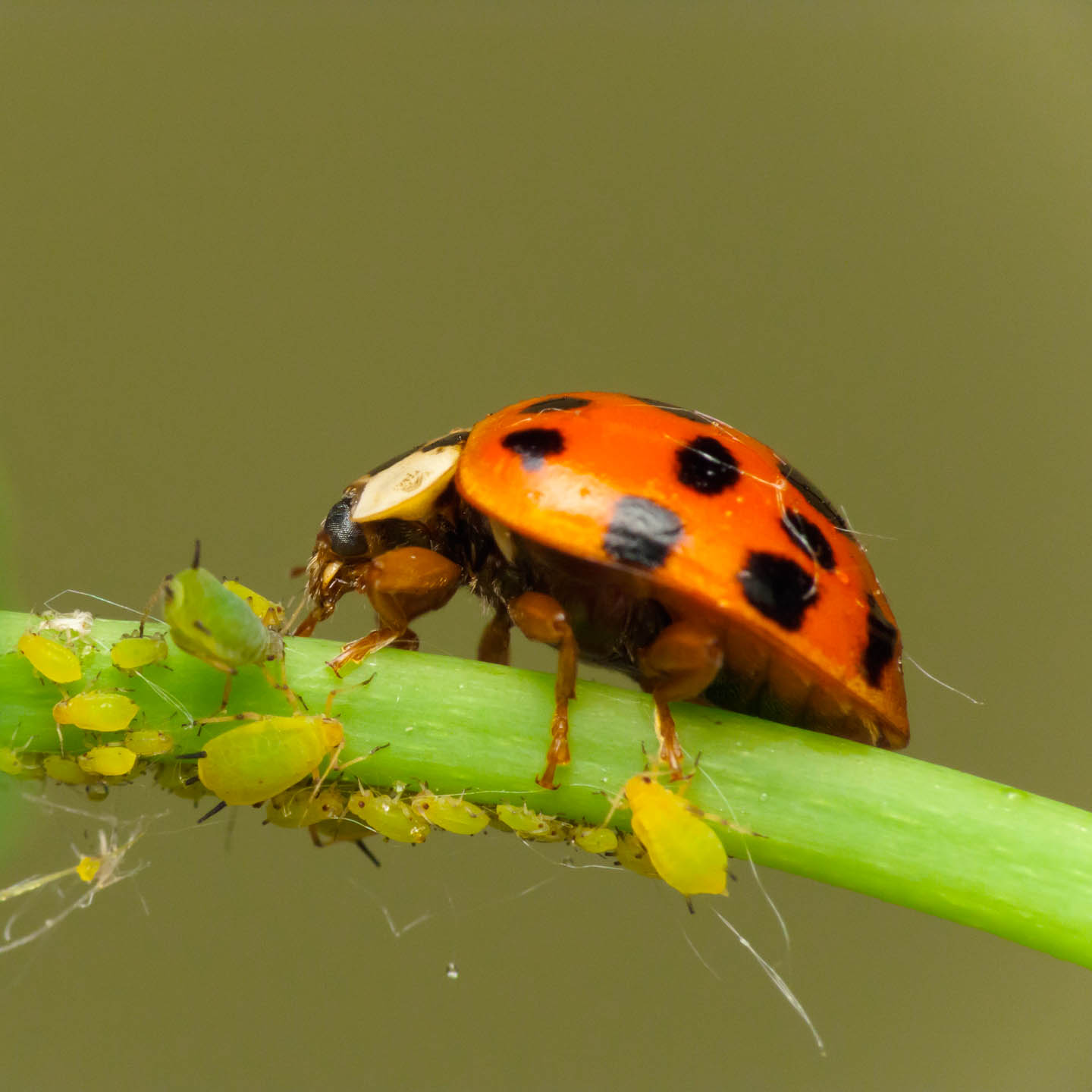 How To Control Garden Pests Naturally (10 Organic Insect Repellents)