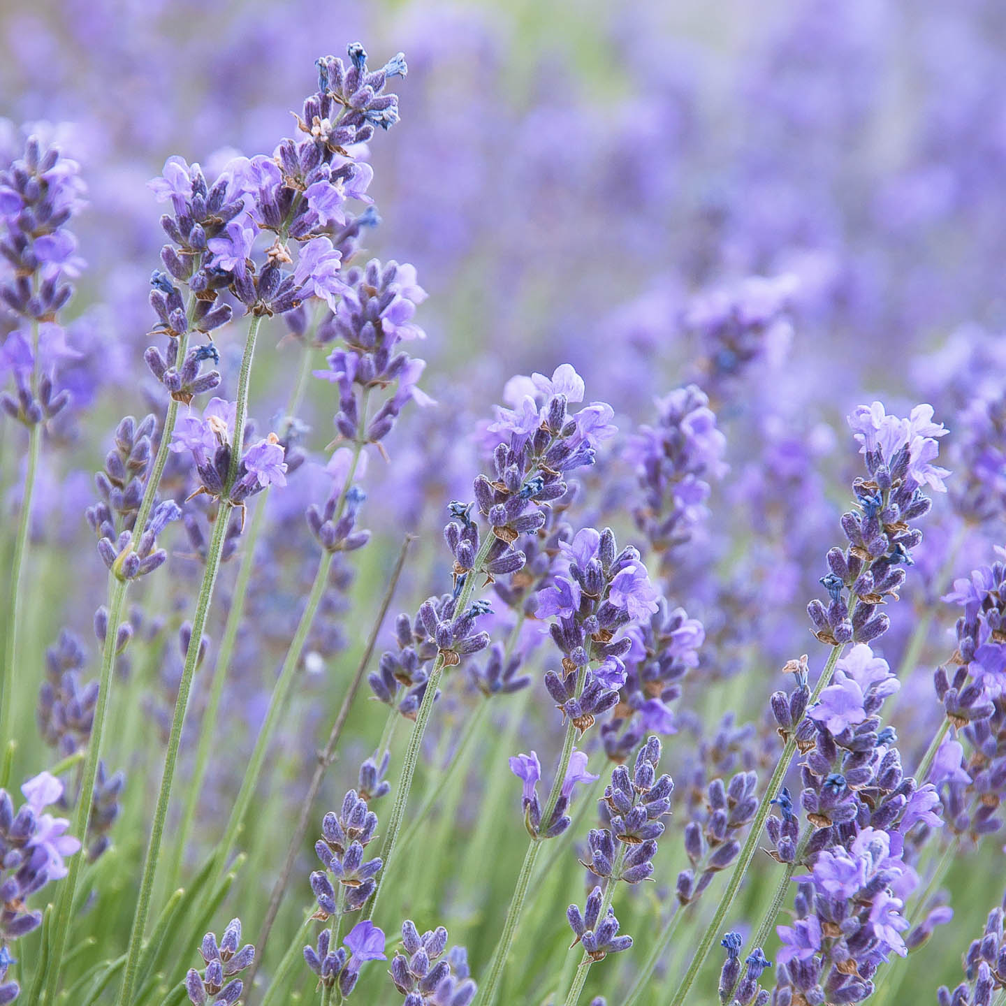 a close up of lavender, a natural garden pest control plant