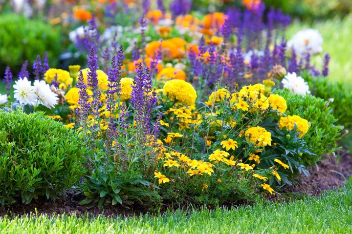 Flower garden with marigolds planted as companion plants