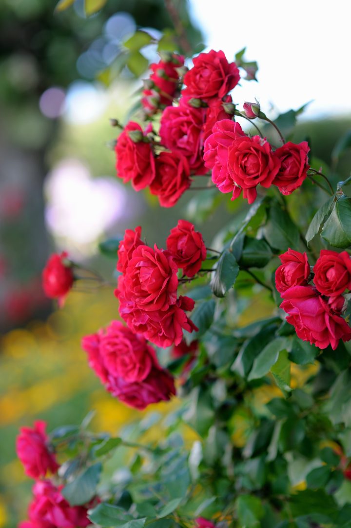 red roses growing in a garden