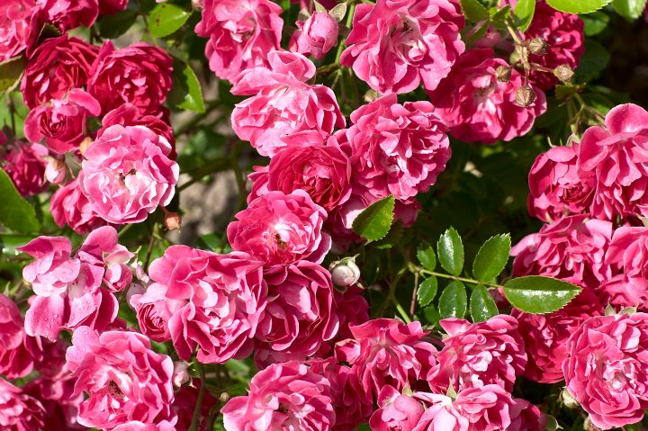 close up of pin roses blooming