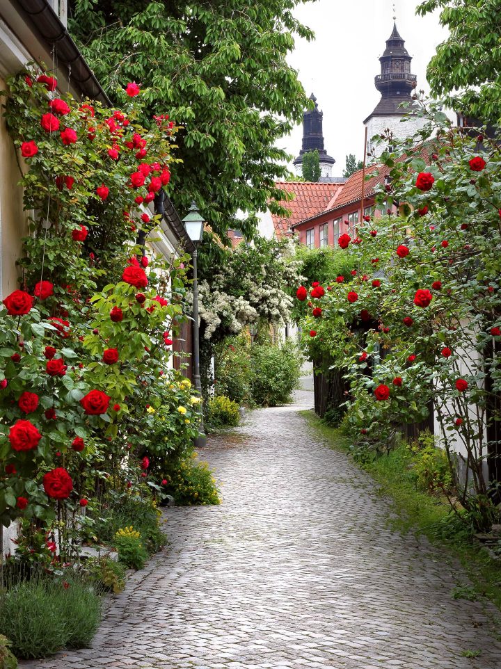 A walkway with red roses growing on either side