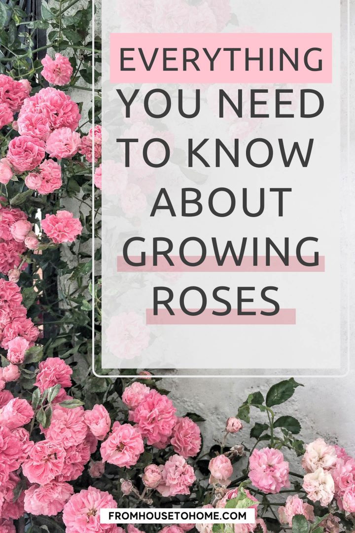 Everything you need to know about growing roses