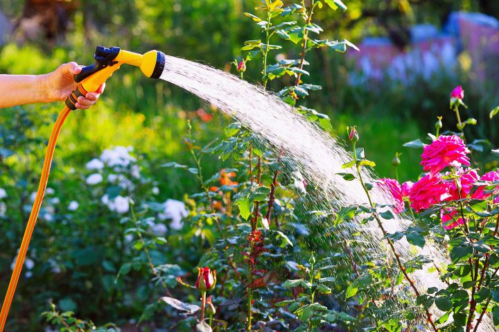 Woman watering a rose bush