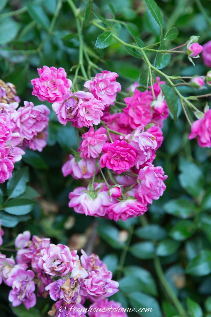 Polyantha rose covered in pink flowers