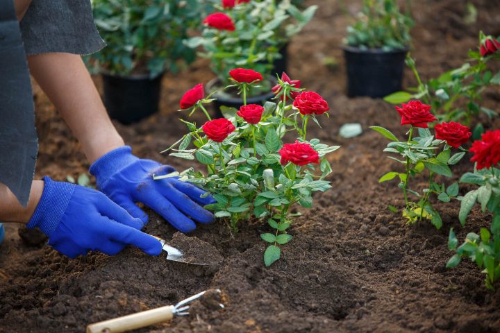 Woman planting a rose bush