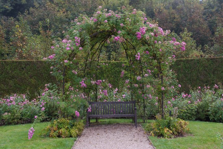 A pergola covered in climbing roses